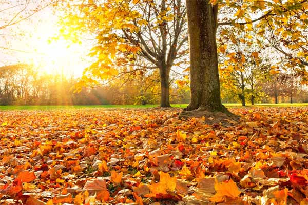 tree in the autumn season