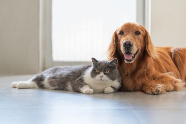 cat and dog lying down beside each other depicting Tips For Pet Owners To Improve Their Indoor Air Quality
