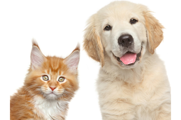 image of a cat and dog and indoor air quality