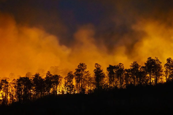image of a forest fire depicting co2 emissions