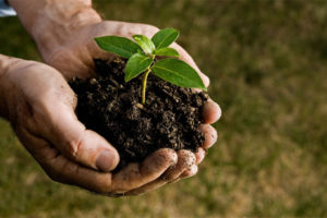 image of hands holding plant depicting renewable energy sources