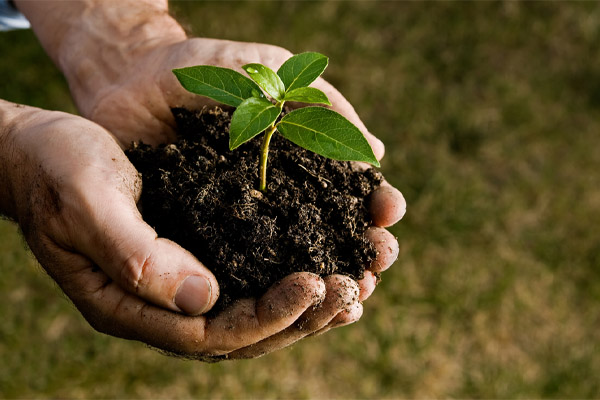 image of hands holding plant depicting renewable energy sources