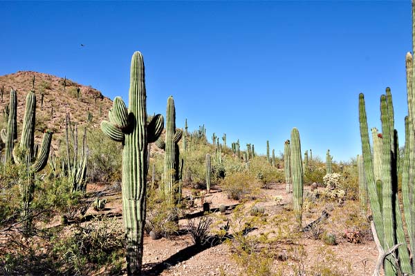 image of the arizona desert depicting air conditioner in U.S.