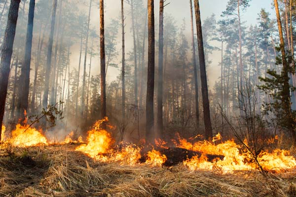 image of forest fire due to climate change