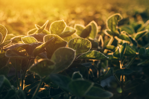 image of soy fields depicting biofuel energy