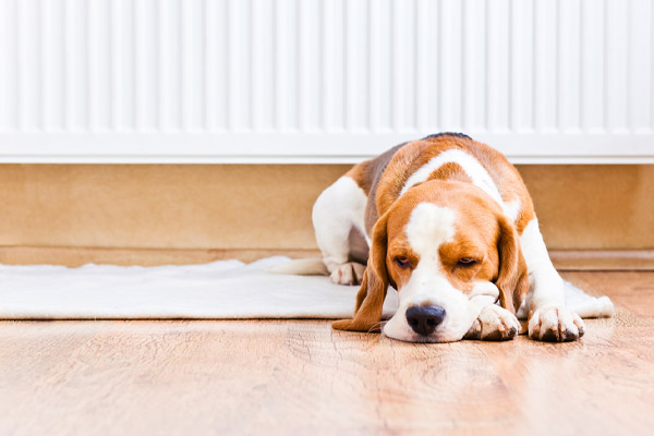 image of a dog near radiator of a heating system that uses bioheat heating oil.jpg