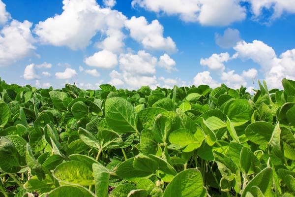 soy beans used for biodiesel fuel production