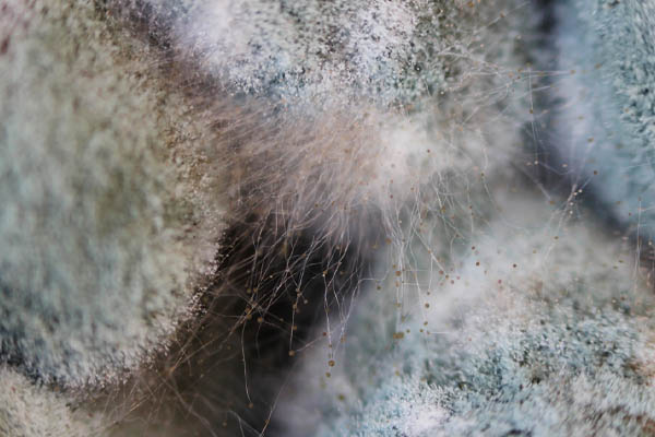 image of mold that was on air conditioner