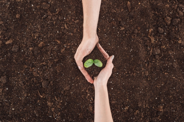 two hands holding soil with sprout depicting environmental consequences
