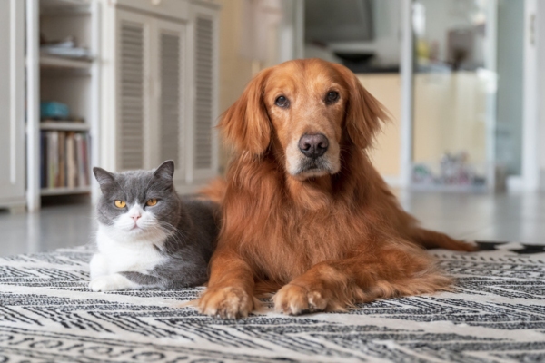 Golden retriever and British shorthair lying on the carpet