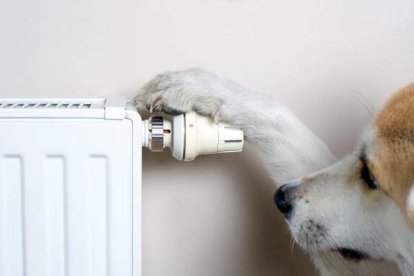 image of a dog with a paw on a radiator thermostat