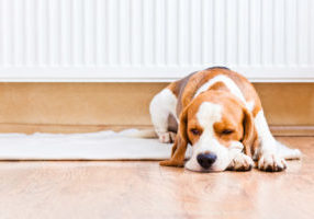 image of a dog near radiator of a heating system that uses bioheat heating oil.jpg